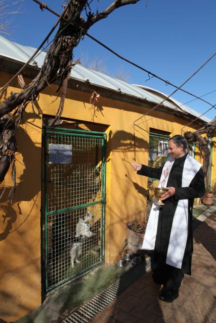 LA BENDICIÓN DE SAN ANTÓN  LLEGÓ A LOS ANIMALES DE ALBA