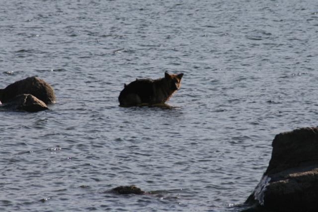 RESCATADO PERRO EN VALMAYOR A PUNTO DE MORIR DE HIPOTERMIA