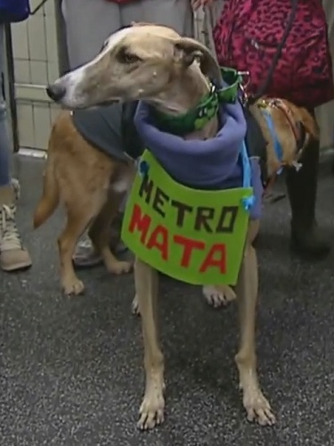 APARECE MUERTA LA GALGA DEL METRO DE MADRID, TRAS SER ARROLLADA VARIAS VECES.