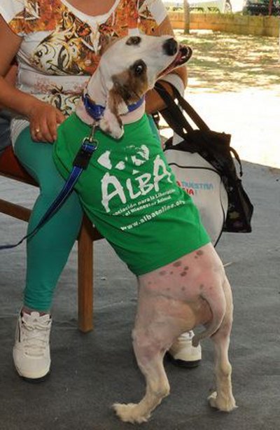 15 años de ALBA La fiesta de todos