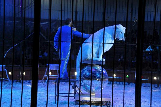 Prohibidos los circos con animales