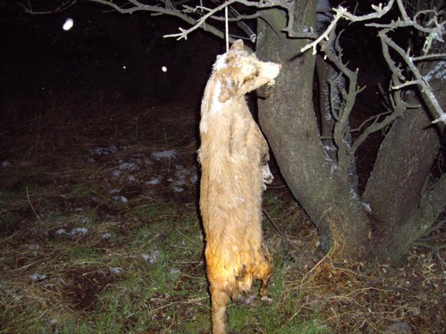 PERRA DE CAZA AHORCADA EN MADRID