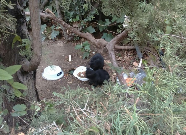 Brother Vieira- Gatos en adopcion en Asociacion ALBA