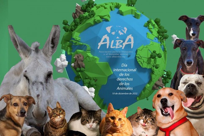 cuenta Traer trolebús Asociación Alba :: Protectora de animales en Madrid. Adopta a un perro